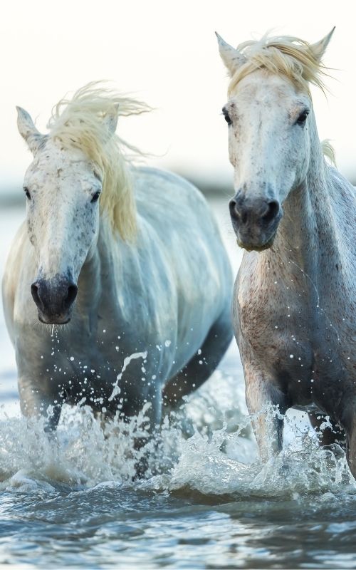 camargue 